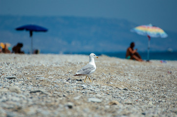 Seagull walking on the beach away from people