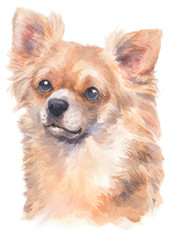 Water colour painting of Chihuahua 192