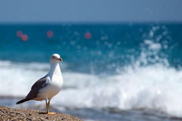 Seagull on the Italian's seaside