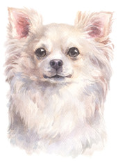 Water colour painting of Chihuahua 202