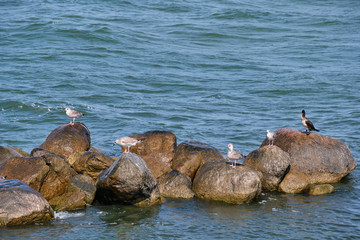 Obraz premium Seabirds resting on wet rock in sea