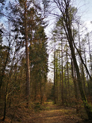 Impression of nature
