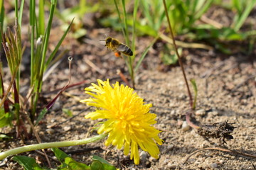 dandelion on the ground