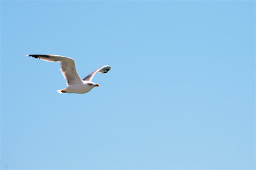 Seagull flying on the bluesky