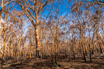 A forest in the Snowy Mountains, burnt down during the bush fires in Australia.