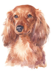 Water colour painting of Dachshund 223