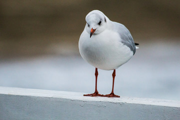 seagull on the pier on the Baltic Sea
