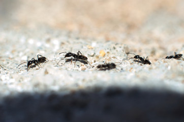 ants walking in a row - formiche camminano in fila