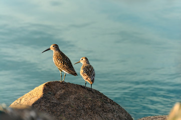 Sandpipers sitting on a stone against the background of the sea