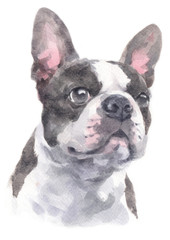 Water colour painting of Boston Terrier 237