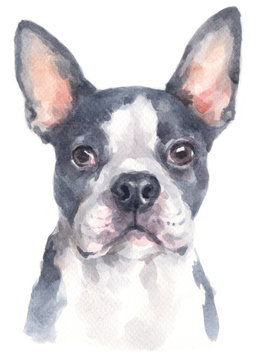 Water colour painting of Boston Terrier 232