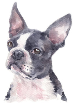 Water colour painting of Boston Terrier 234