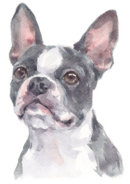 Water colour painting of Boston Terrier 236