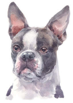 Water colour painting of Boston Terrier 238