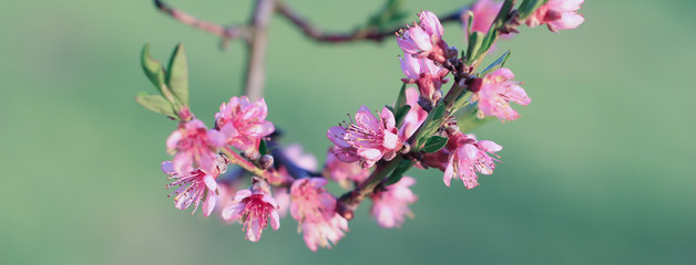 Pfirsichblüte im Frühling