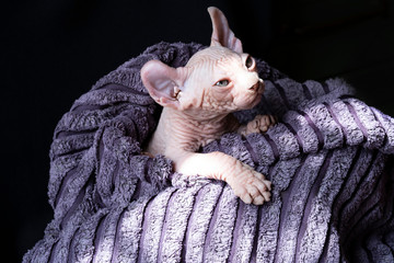 cat on a black background