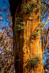 First plants start to grow again in a forest in the Snowy Mountains, burnt down during the bush fires in Australia. Nature comes back to life.