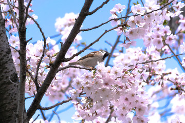 桜