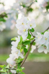 Seasons spring, garden fruit trees, flowering apple tree branch with white fragrant flowers and buds, floral delicate background
