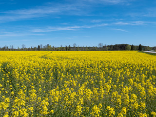 Obraz premium Oilseed rape field with forest on background