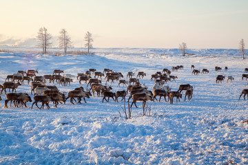 pasture reindeer