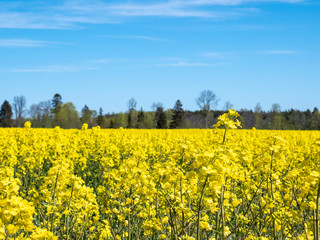 Fototapeta premium Oilseed rape field with forest on background