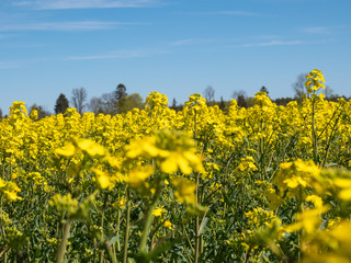 Oilseed rape field with forest on background
