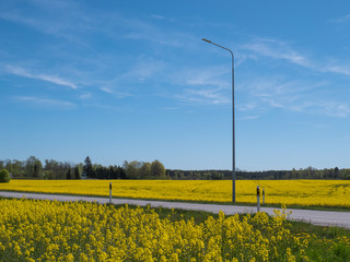 Oilseed rape field with forest on background