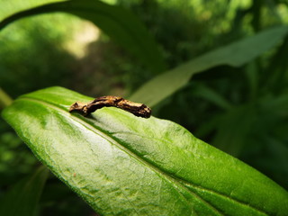 イモムシ larva