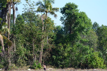 palm trees in the jungle