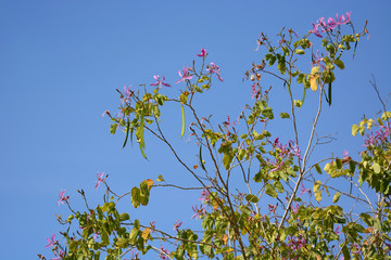 Purple orchid tree flowers on tree with blue sky background.