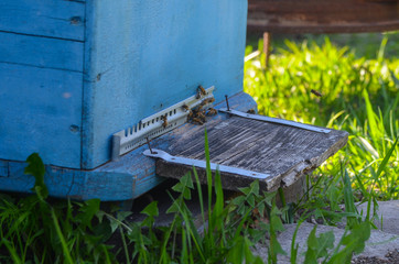 The bees in the hive. Apiary with bees. The concept of beekeeping
