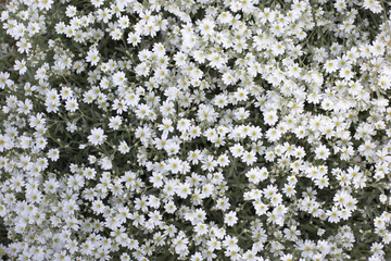 Background of small white flowers. Field of white cerastia flowers, top view. Floral background from white blooming gypsophila elegans. Small white flowers closeup pattern