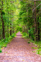 footpath in the woods