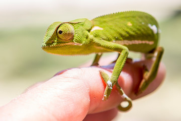 single chameleon is balancing at a humans finger, Shore of Lake Malawi, Africa