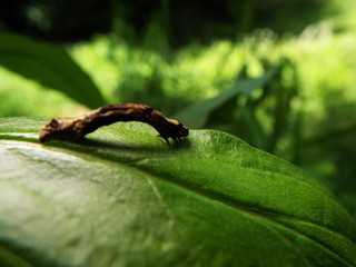 イモムシ larva