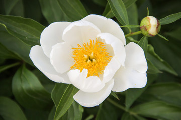 white pion flower
