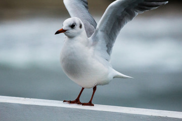 seagull on the pier on the Baltic Sea