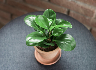 Ornamental plants, small trees with large green leaves, looking fresh. In a small pot Made of red clay Resting on a grey table For decorating a coffee shop, The background is an old red brick wall.