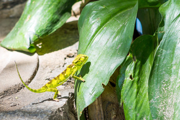 single chameleon is climbing a leaf, Shore of Lake Malawi, Africa