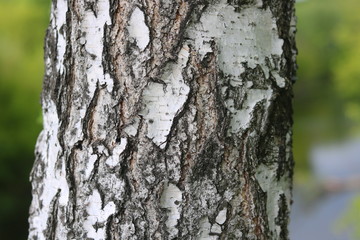 Obraz premium pattern of birch bark with black birch stripes on white birch bark and with wooden birch bark texture