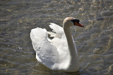 Naklejka premium cygnes et cygneaux