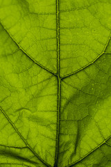 Green leaf texture background