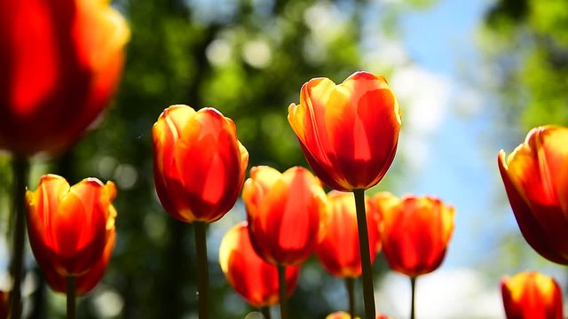 Tulips in Sunny weather on a flower bed
