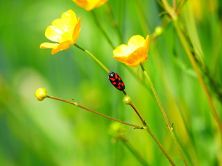 Bruckmühl, Deutschland: Eine Blutzikade am Halm eines Hahnenfuß
