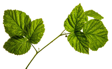 green sprout of raspberry bush on a white background