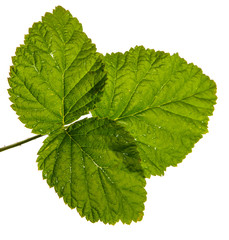 green sprout of raspberry bush on a white background