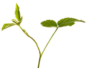 green sprout of raspberry bush on a white background
