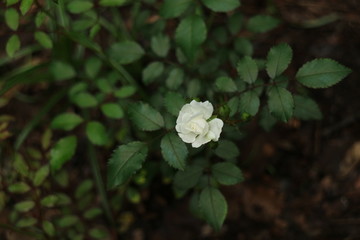 Obraz na płótnie Canvas 白いバラの花