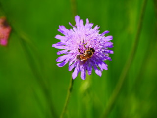 Bruckmühl, Deutschland: Eine Honigbiene besucht eine Witwenblume